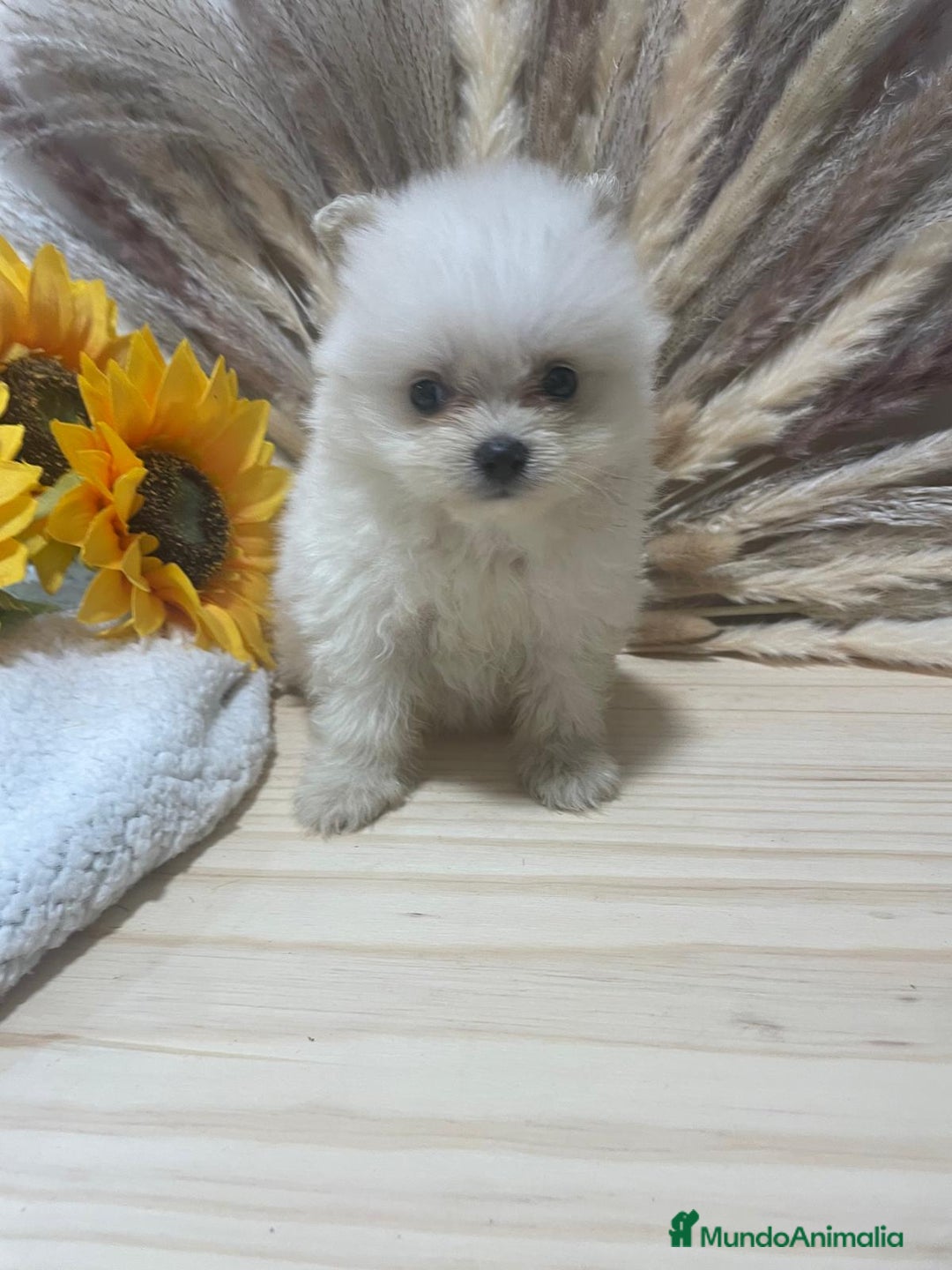 Pomerania perros en venta: pomerania  - Imagen 1