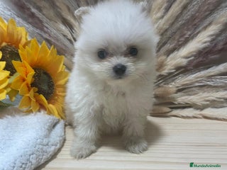 Pomerania perros - Anuncio 3