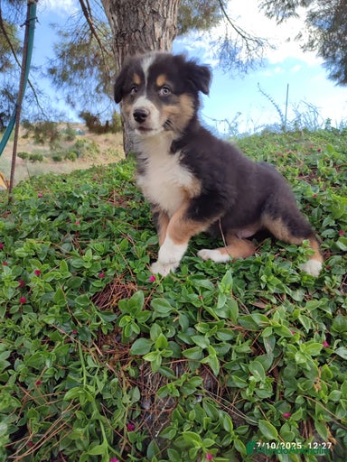 Imagen de galería {{count}}