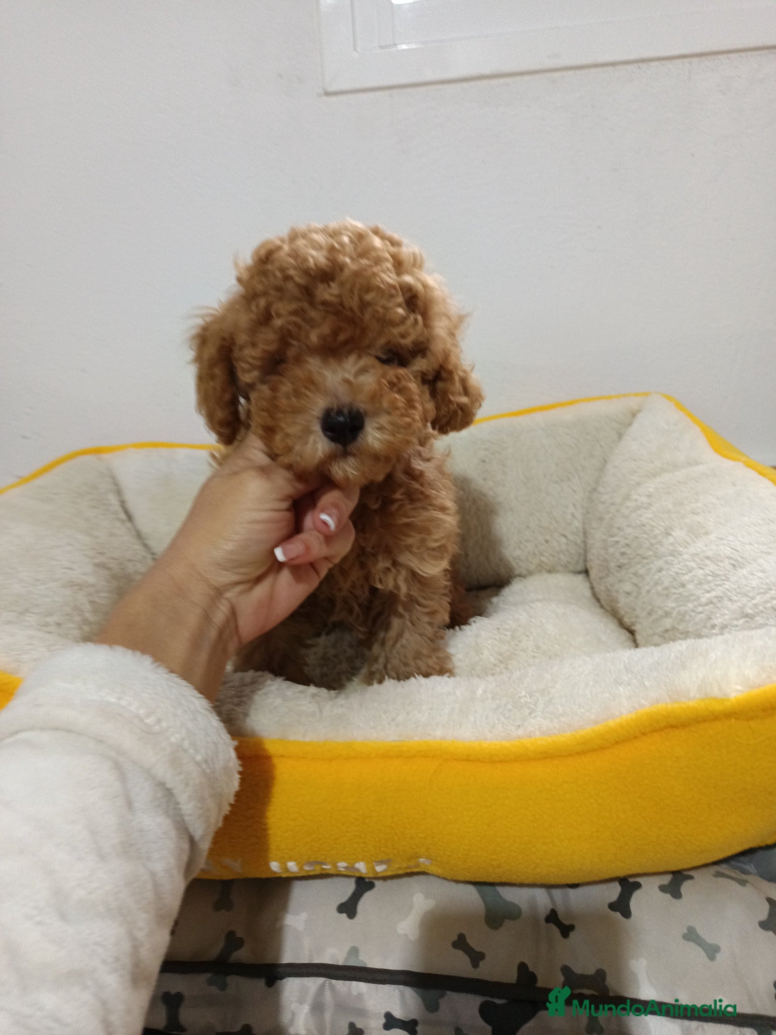 Caniche Toy perros en venta: Caniche toy - Anuncio 2