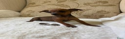 Pinscher Miniatura perros en venta: Pinscher Miniatura cachorro hembra  - Anuncio 19
