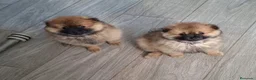 Pomerania perros en venta: Último cachorro pomerania! - Anuncio 1