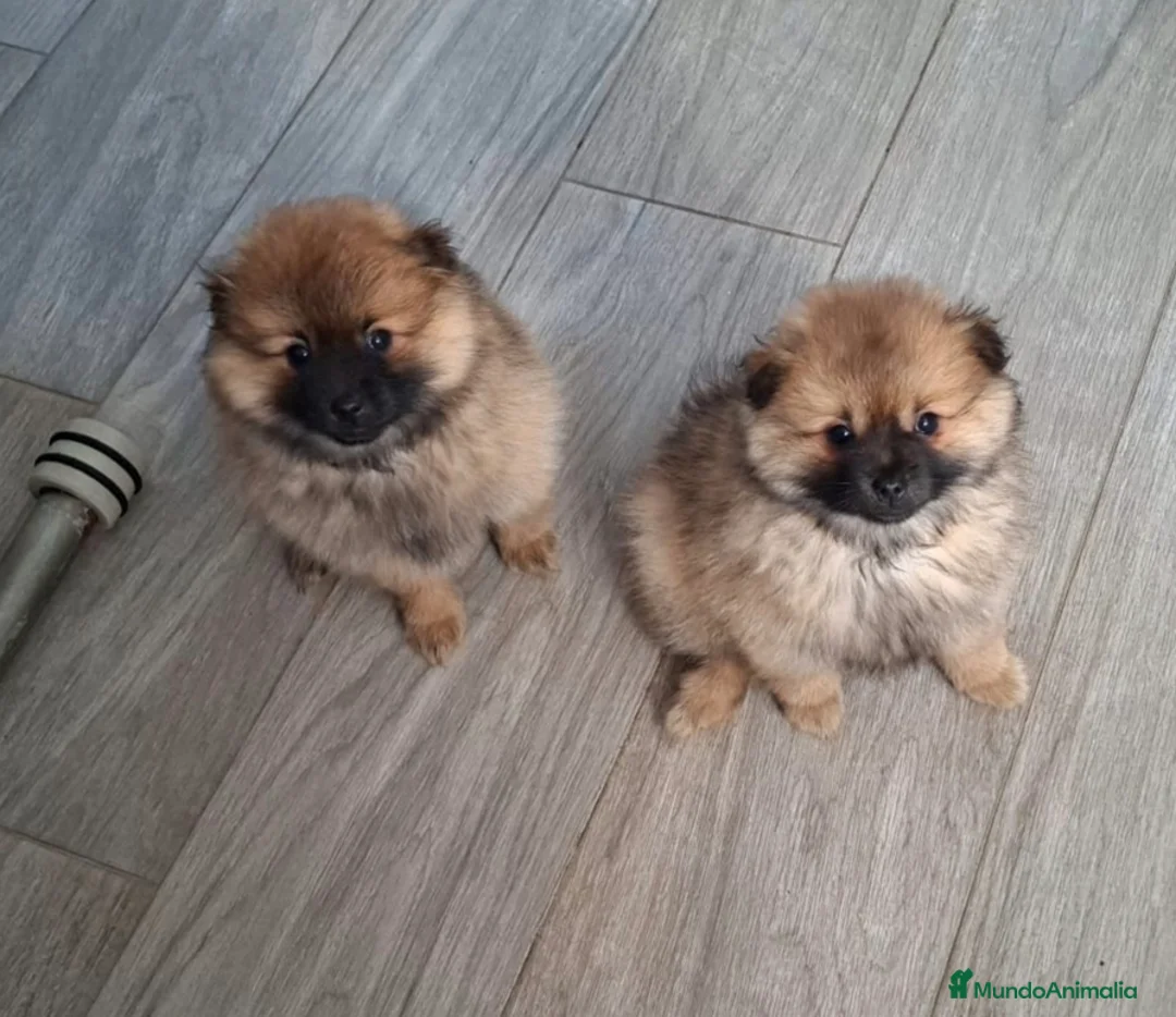 Pomerania perros en venta: Último cachorro pomerania! - Anuncio 1