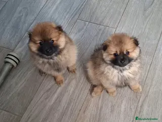 Pomerania perros Último cachorro pomerania! - Anuncio 1