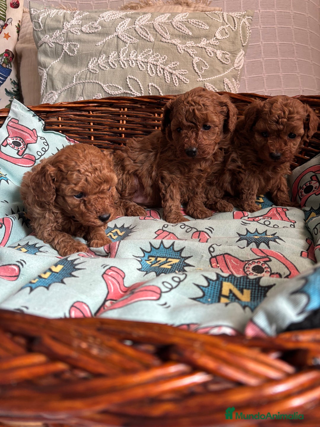 Caniche Toy perros en venta: Caniche toy rojo entrega para Enero . - Anuncio 3