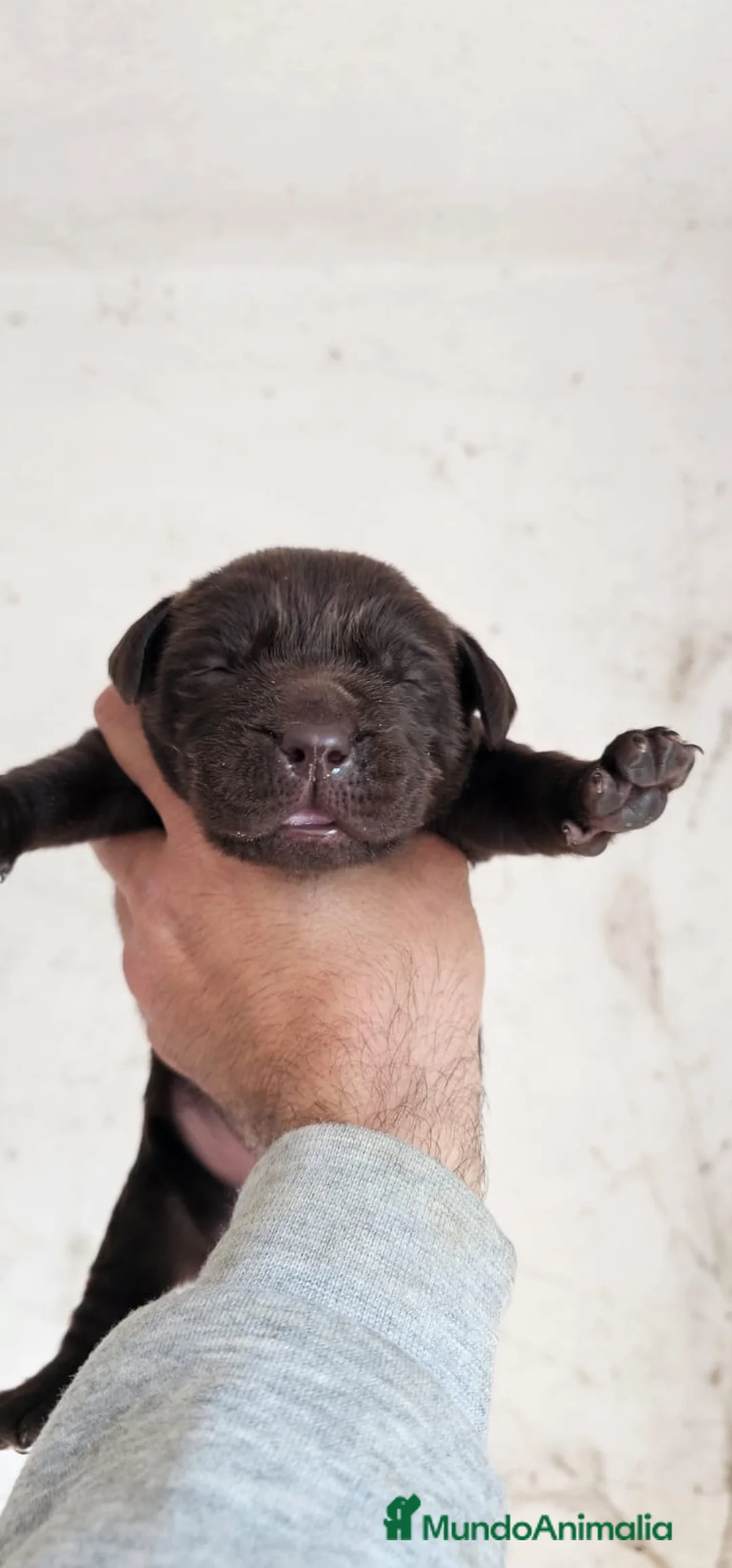 Labrador Retriever perros en venta: Labrador retriever chocolate disponible  en Cádiz - Anuncio 1