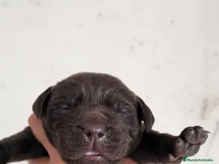 Labrador Retriever perros Labrador retriever chocolate disponible en Cádiz - Anuncio 4
