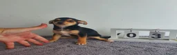Chihuahua perros en venta: Chihuahua  - Anuncio 3