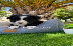 Border Collie perros en venta: BORDER COLLIE - Imagen 3