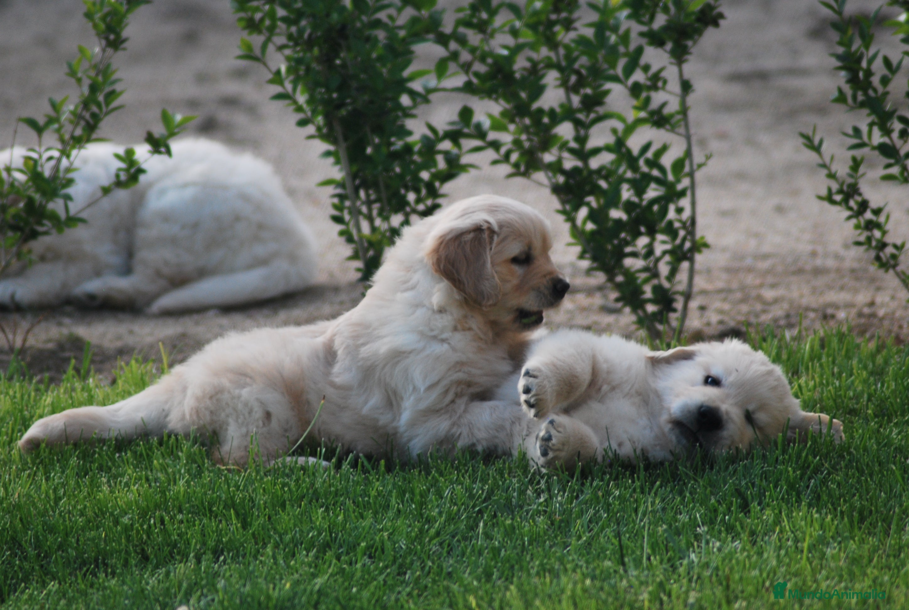 Golden Retriever perros Cachorros de Golden dorados en Madrid - Anuncio 2