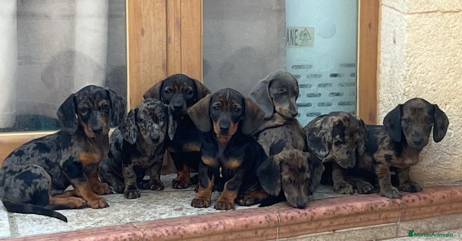 Teckel Miniatura perros Teckel mini - Anuncio 2