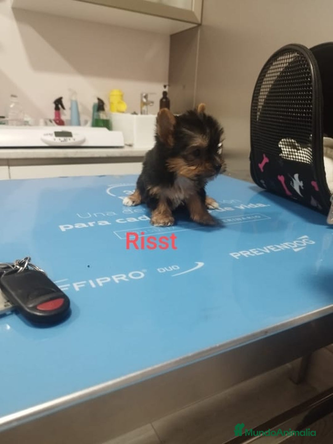 Yorkshire Terrier perros en venta: YORKSHIRE TOY CALIDAD Y SELECCIÓN  - Imagen 2