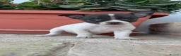 Chihuahua perros en venta: CHIHUAHUA MACHO BICOLOR CHOCOLATE Y BLANCO - Anuncio 5