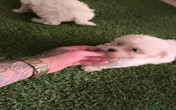 Bichón Maltés perros en venta: OPORTUNIDAD DE VERANO  - Imagen 3