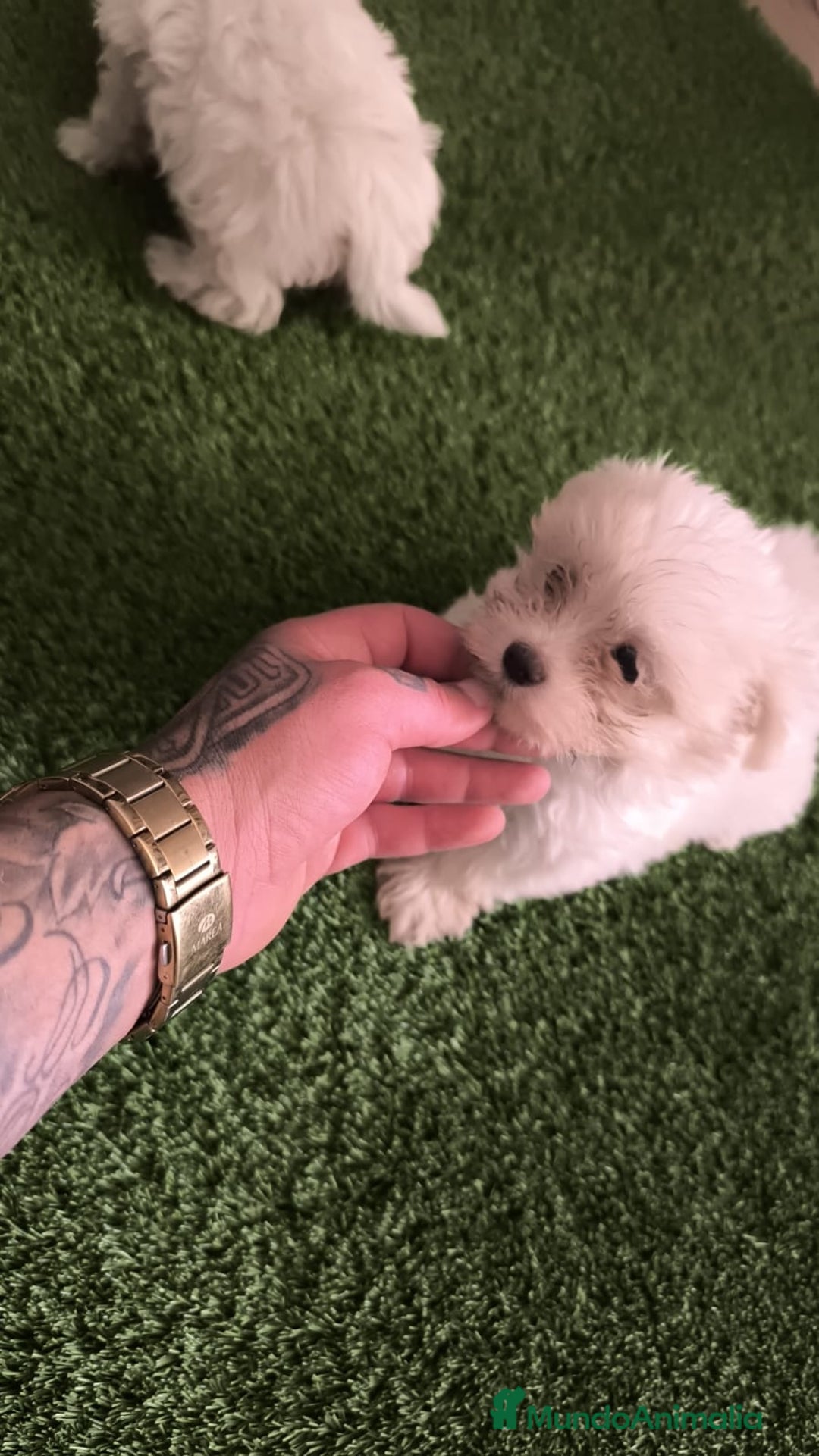 Bichón Maltés perros en venta: OPORTUNIDAD DE VERANO  - Imagen 3