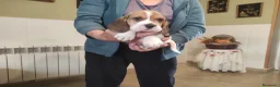 Beagle perros en venta: Cachorros de beagle tricolor  - Anuncio 3