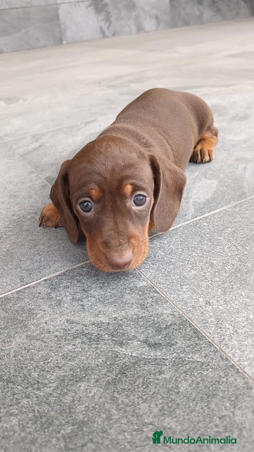 Teckel Miniatura perros en venta: Teckel mini - Anuncio 5