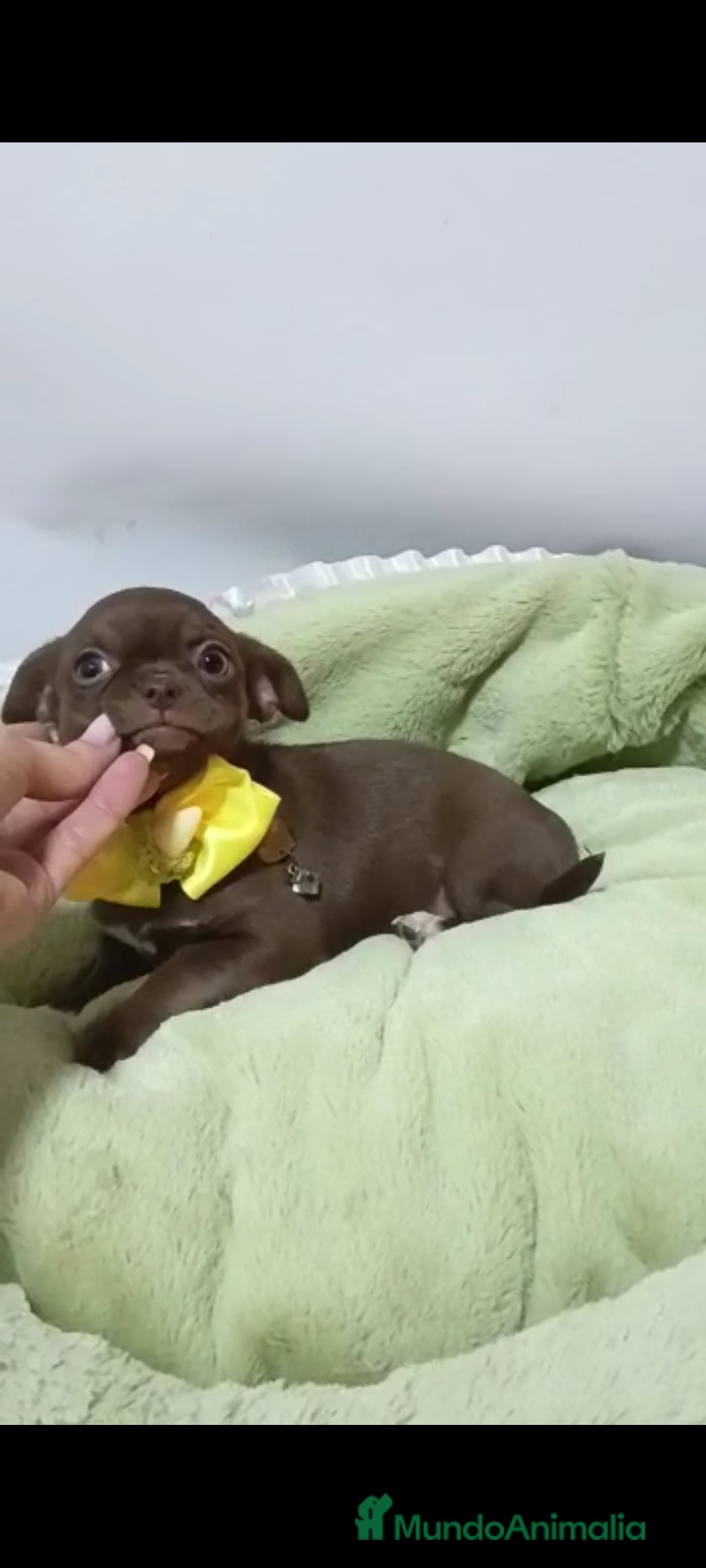 Chihuahua perros en venta: Chihuahuas miniatura  - Anuncio 2