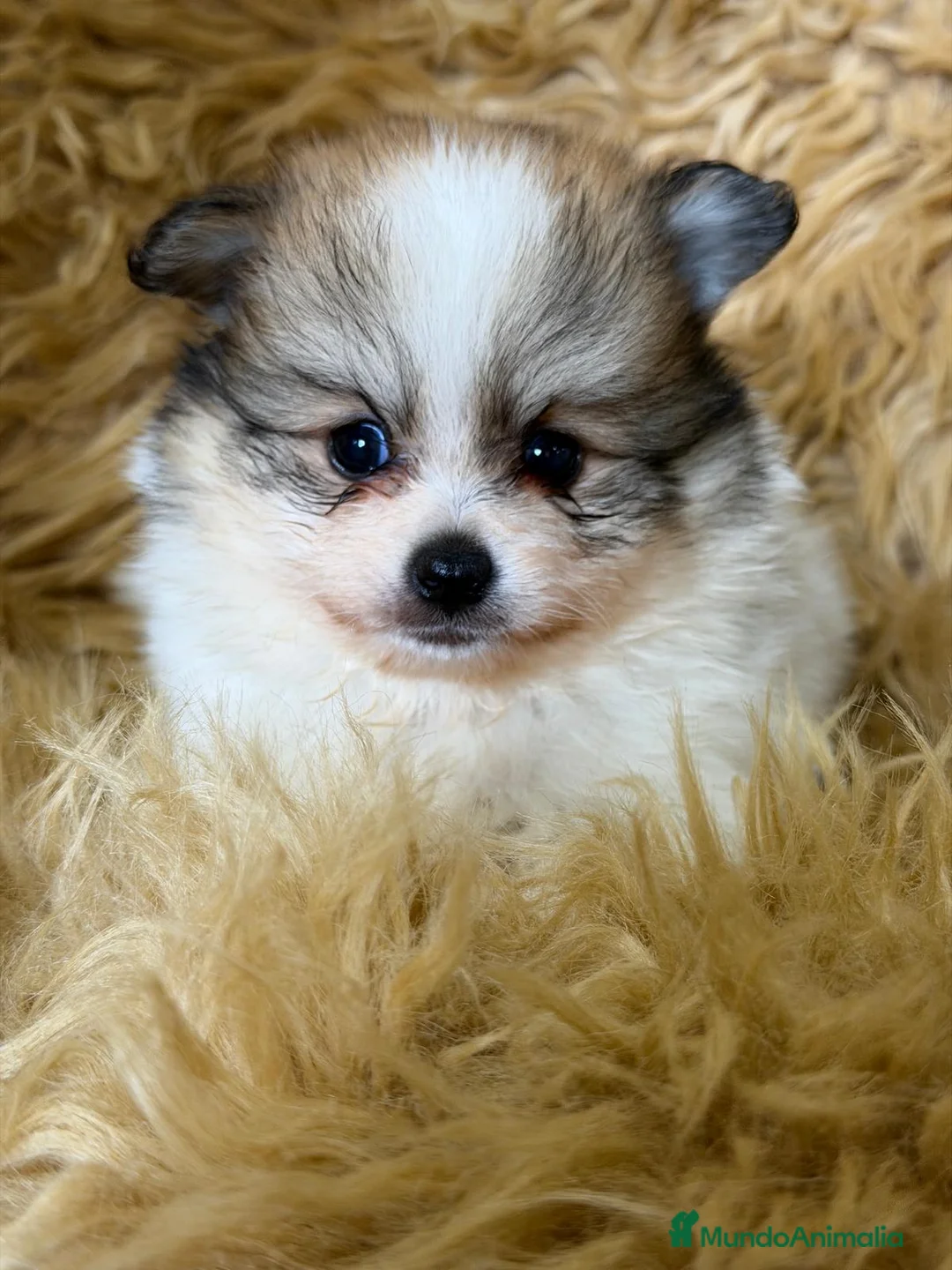 Pomerania perros en venta: POMERANIA PARTY COLOR MACHO - Anuncio 1