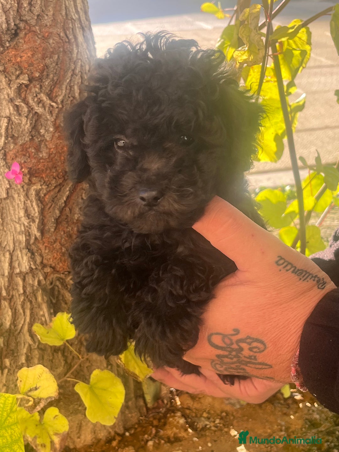 Caniche Toy perros en venta: Caniche toy - Anuncio 2