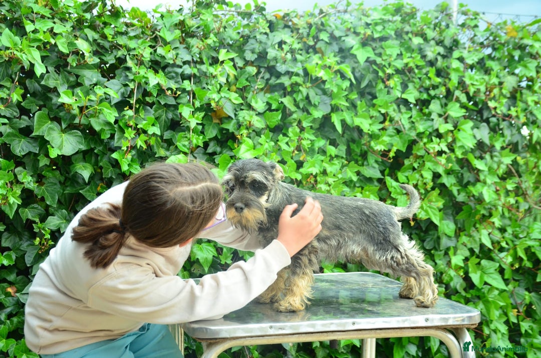 Schnauzer Miniatura perros en venta: Schnauzer miniatura sal y pimienta en Zamora - Imagen 1