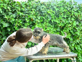 Schnauzer Miniatura perros Schnauzer miniatura sal y pimienta en Zamora - Anuncio 34