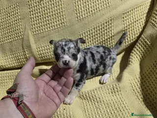 Chihuahua perros Chihuahua macho merle🔥🐾 - Anuncio 8