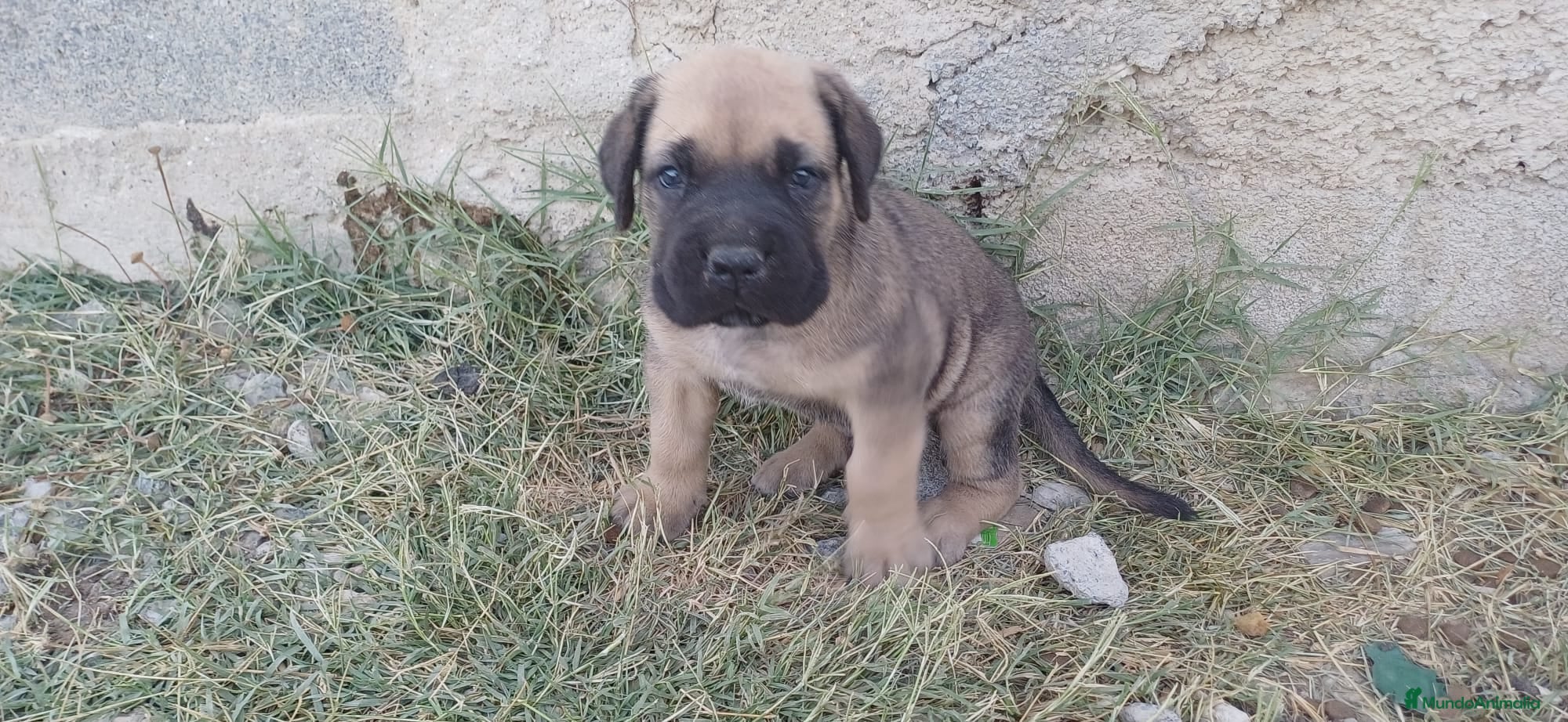 Cane Corso perros Cane corso  - Anuncio 1