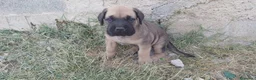 Cane Corso perros en venta: Cane corso  - Anuncio 1