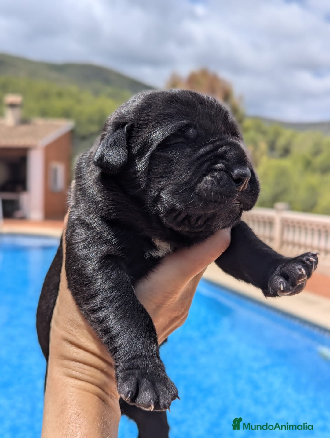 Cane Corso perros en venta: Cane Corso  - Imagen 2