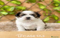 Shih Tzu perros en venta: Camada de Yadira  - Imagen 6