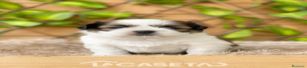 Shih Tzu Cachorro 3183