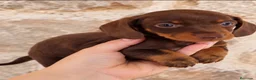 Teckel Miniatura perros en venta: Cachorros teckel miniatura - Anuncio 5