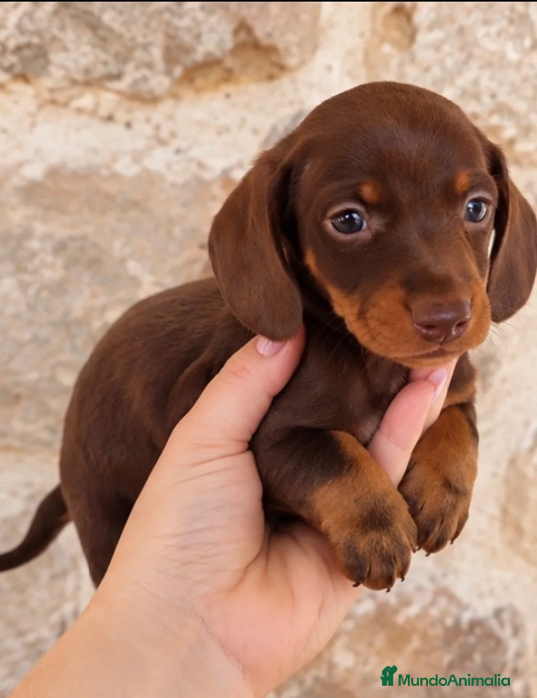 Teckel Miniatura perros en venta: Cachorros teckel miniatura - Anuncio 5