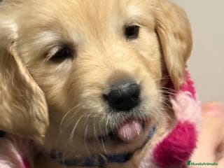 Golden Retriever perros Hembra de golden retriever - Anuncio 4