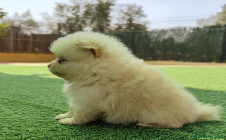 Pomerania perros - Anuncio 1