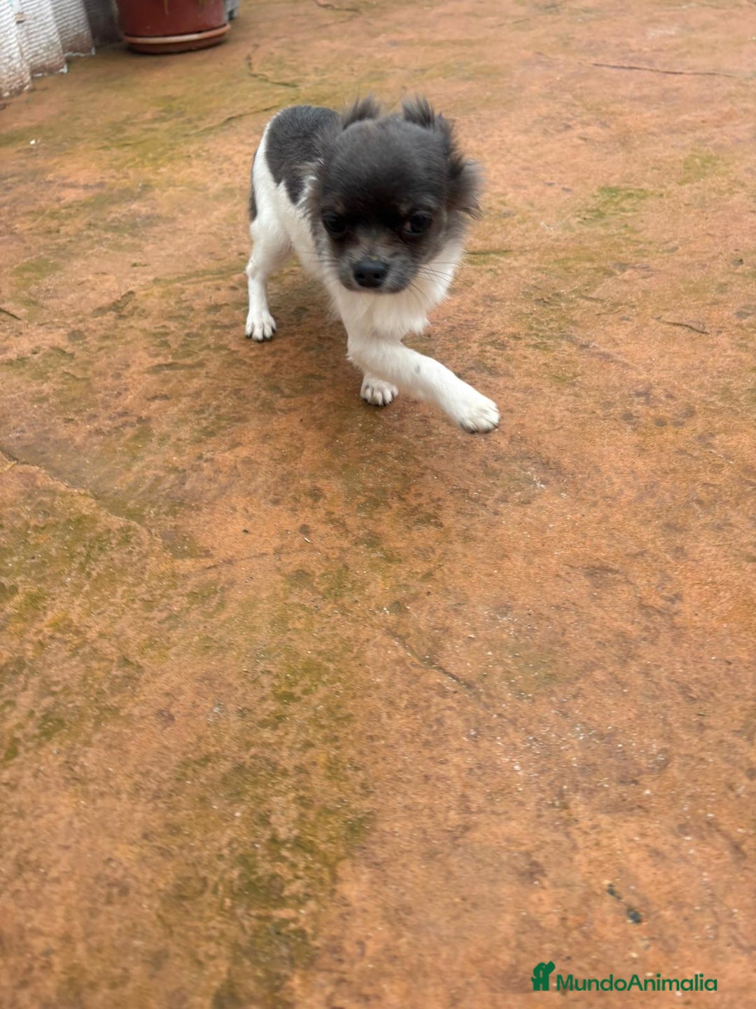 Chihuahua perros en venta: Chihuahua toy  - Anuncio 4