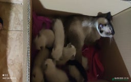 Siamés gatos en venta: Siames  - Imagen 12