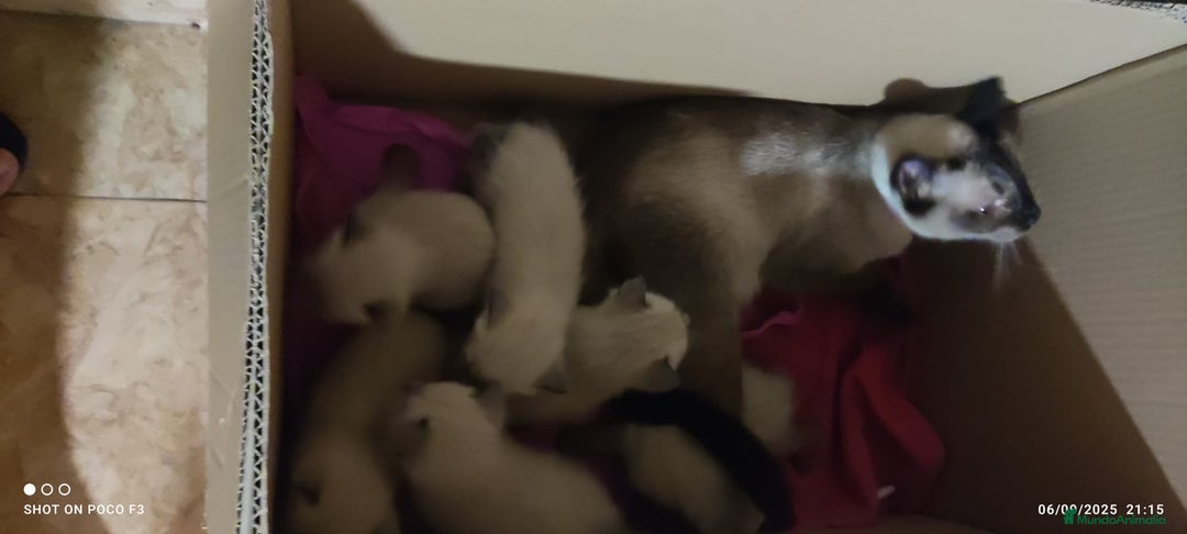 Siamés gatos en venta: Siames  - Imagen 12