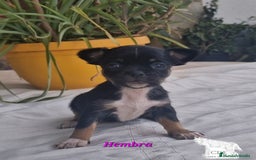 Chihuahua perros en venta: Chihuahuas toy negro/tricolor - Imagen 4