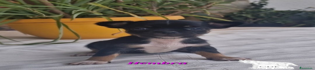 Chihuahua Cachorro 2