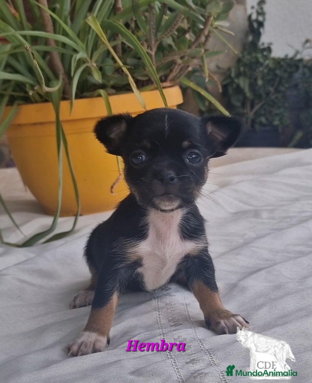 Chihuahua perros en venta: Chihuahuas toy negro/tricolor - Imagen 4