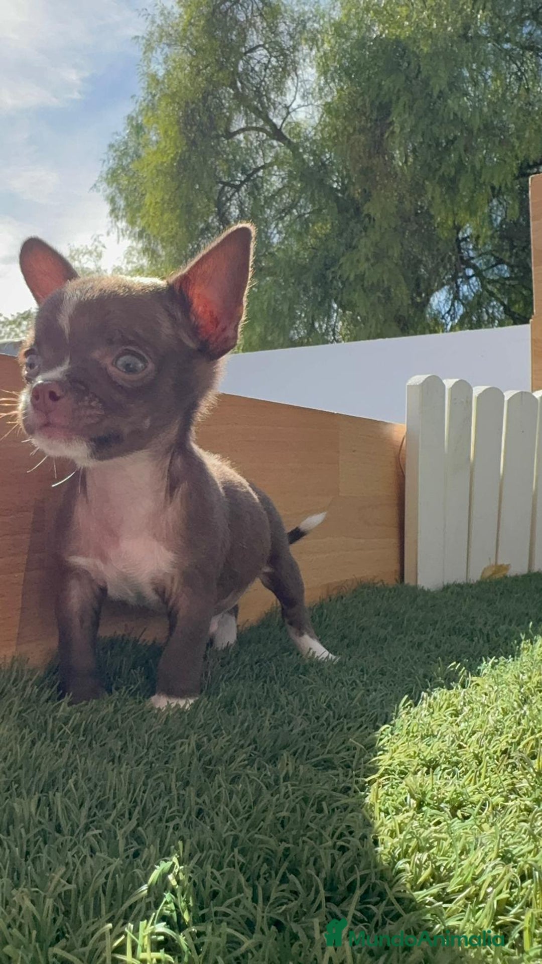 Chihuahua perros en venta: CHIHUAHUA MACHO - Imagen 1