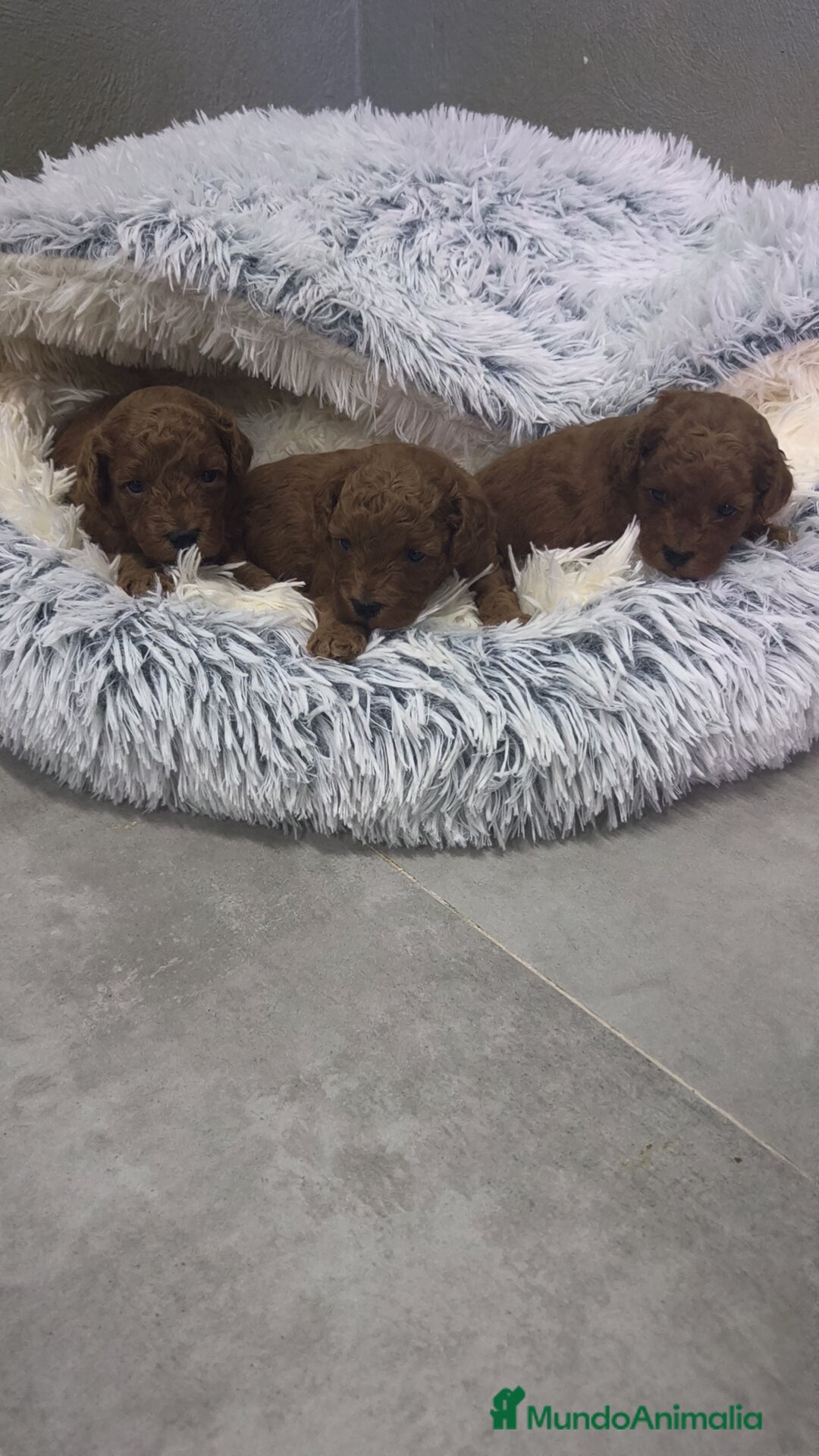 Caniche Toy perros Caniche Toy 🐩 hembra y macho  - Anuncio 1