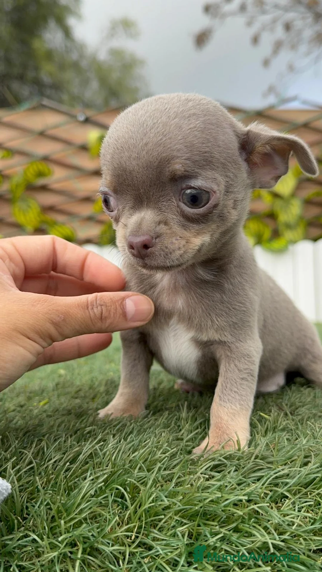 Chihuahua perros en venta: CHIHUAHUA MACHO - Anuncio 14