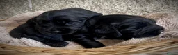 Cocker Spaniel Inglés perros en venta: Espectacular macho cocker NEGRO  en Salamanca - Anuncio 7