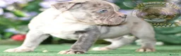 American Bully perros en venta: AMERICAN BULLY CRIADORES  en Sevilla - Anuncio 3