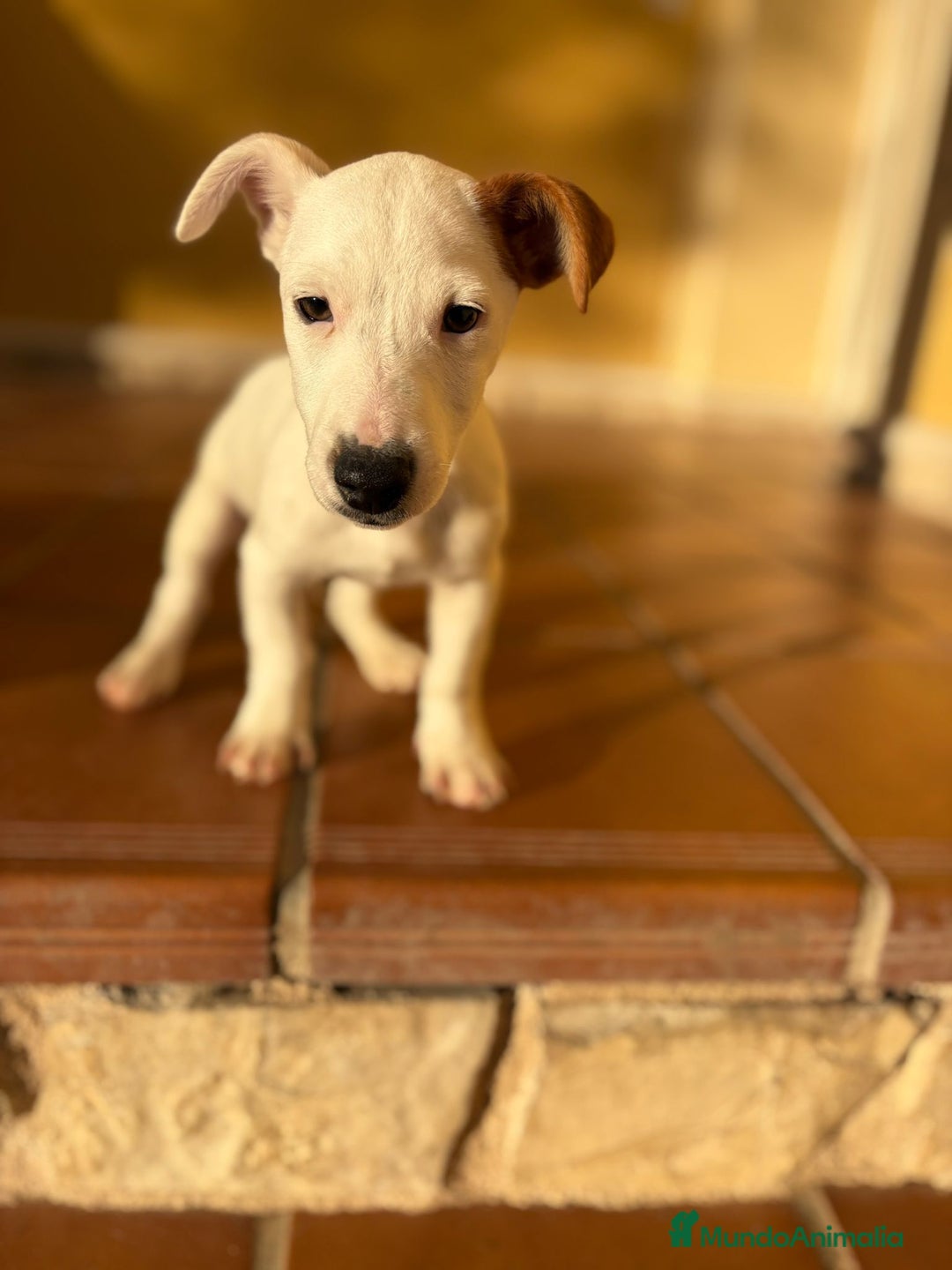 Jack Russell Terrier perros en venta: Cachorros de Jack russell  - Anuncio 5