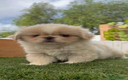 Pekinés perros en venta: PEKINES HEMBRAS - Imagen 4