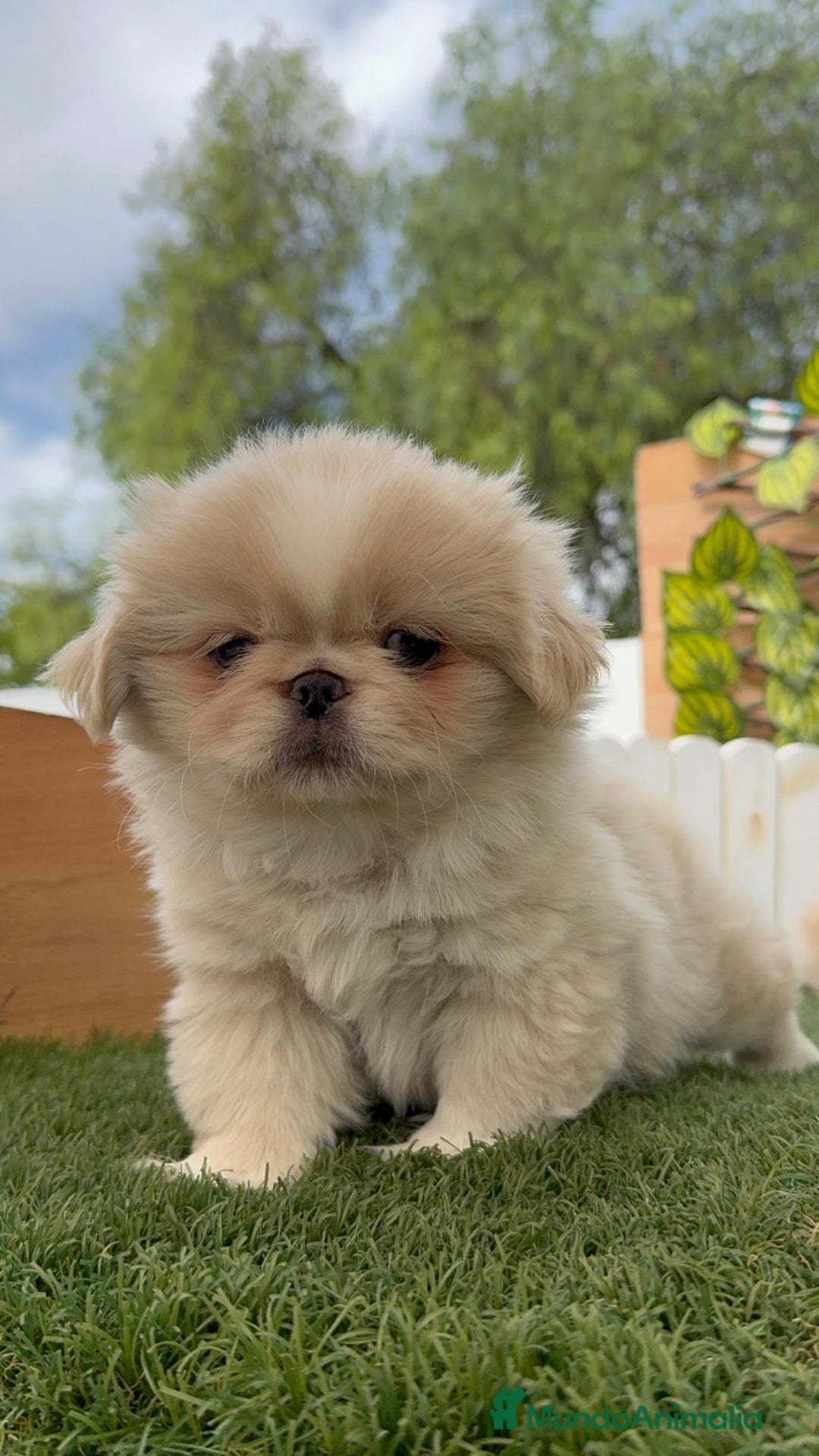 Pekinés perros en venta: PEKINES HEMBRAS - Imagen 4